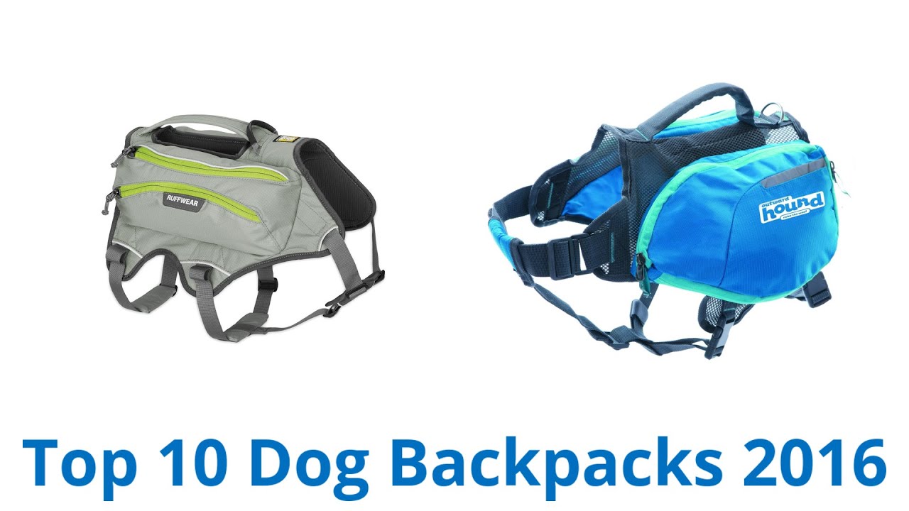10 Best Dog Backpacks 2016 YouTube