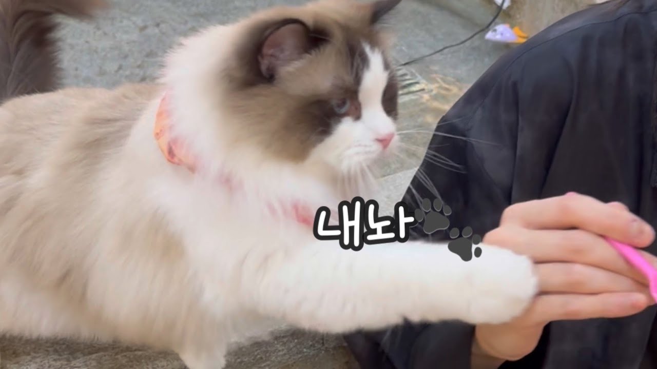 고양이만 하루종일 나오는 영상 🐾 홍대 고양이카페 いこう！! ホンデおすすめ 😻💛