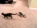 Toy Yorkie does hilarious 2 legged crawl after bath