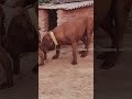 Dog Ability Training@ 36