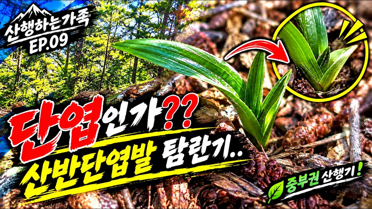 설마 이건 진짜 단엽인가?! 산반단엽밭에서 만난 입변  자태의 춘란 [산행하는가족 EP.09]