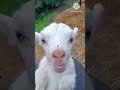 Cute goat funnygoatshorts youtube cute reels funnyviral baby bakri funny.