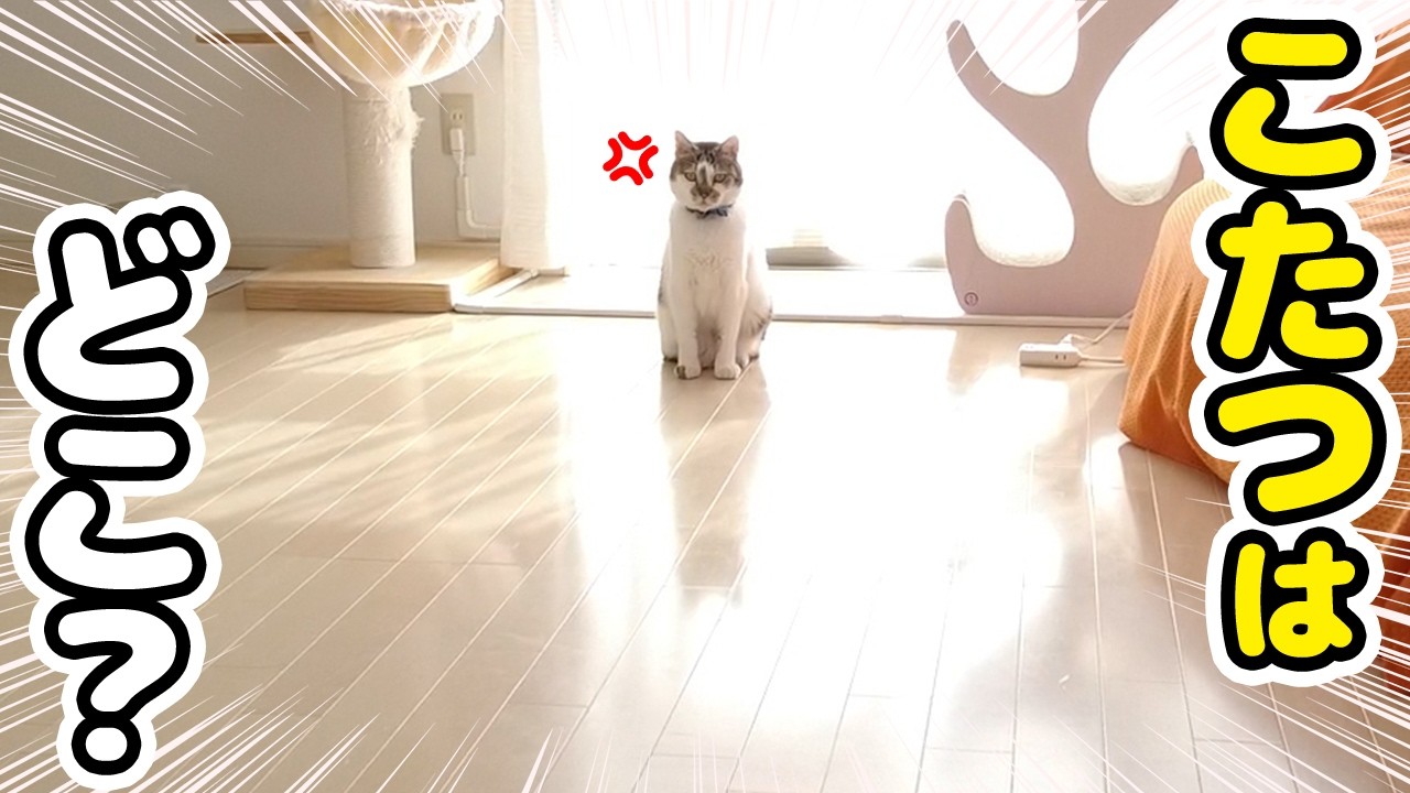 The day I put away the kotatsu, my cats' reactions were just too