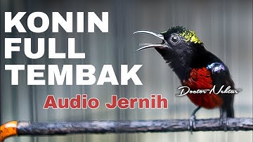 MASTERAN KONIN GACOR FULL ISIAN TEMBAK GEJRET KASAR AUDIO JERNIH COCOK BUAT KOLIBRI NINJA TROTOLAN