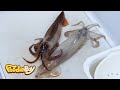 오징어회 / Sliced Raw Squid - Korean Street Food / 부산 부평동 독도꽃새우 길거리 음식