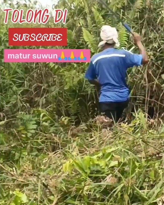 babat rumput manual ternyata‼️@Gondrong22#palma #kebunsawit #kelapasawit