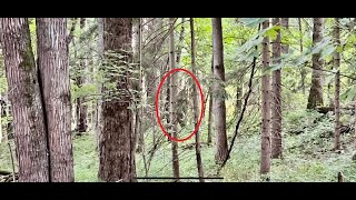 Bigfoot / Sasquatch in Western New York. The Quoisfoot.
