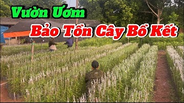 Giới thiệu vườn ươm bảo tồn cây Bồ kết ghép |