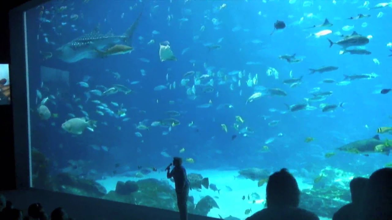 Behindthescenes at the Aquarium YouTube