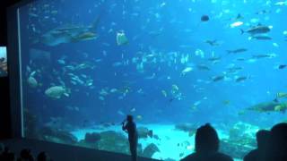 Behind-the-scenes at the Georgia Aquarium