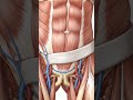 Untitled inguinal ligament #facts #heart #heart #biology #anatomy #education #science