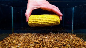 Mealworms vs BEST SCENE