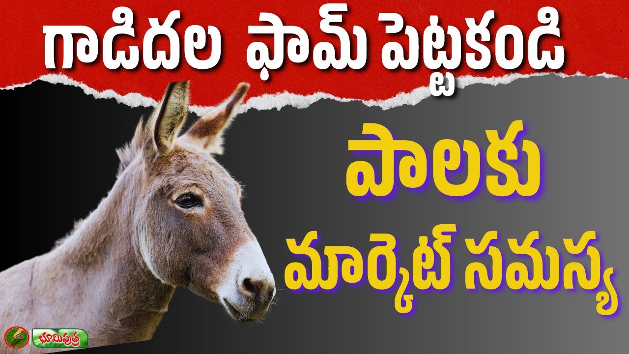 గాడిదల ఫామ్ పెట్టకండి | donkey dairy farm