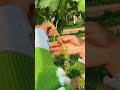🍇✨ Satisfying Grapevine Pruning for More Grapes This Season #shorts