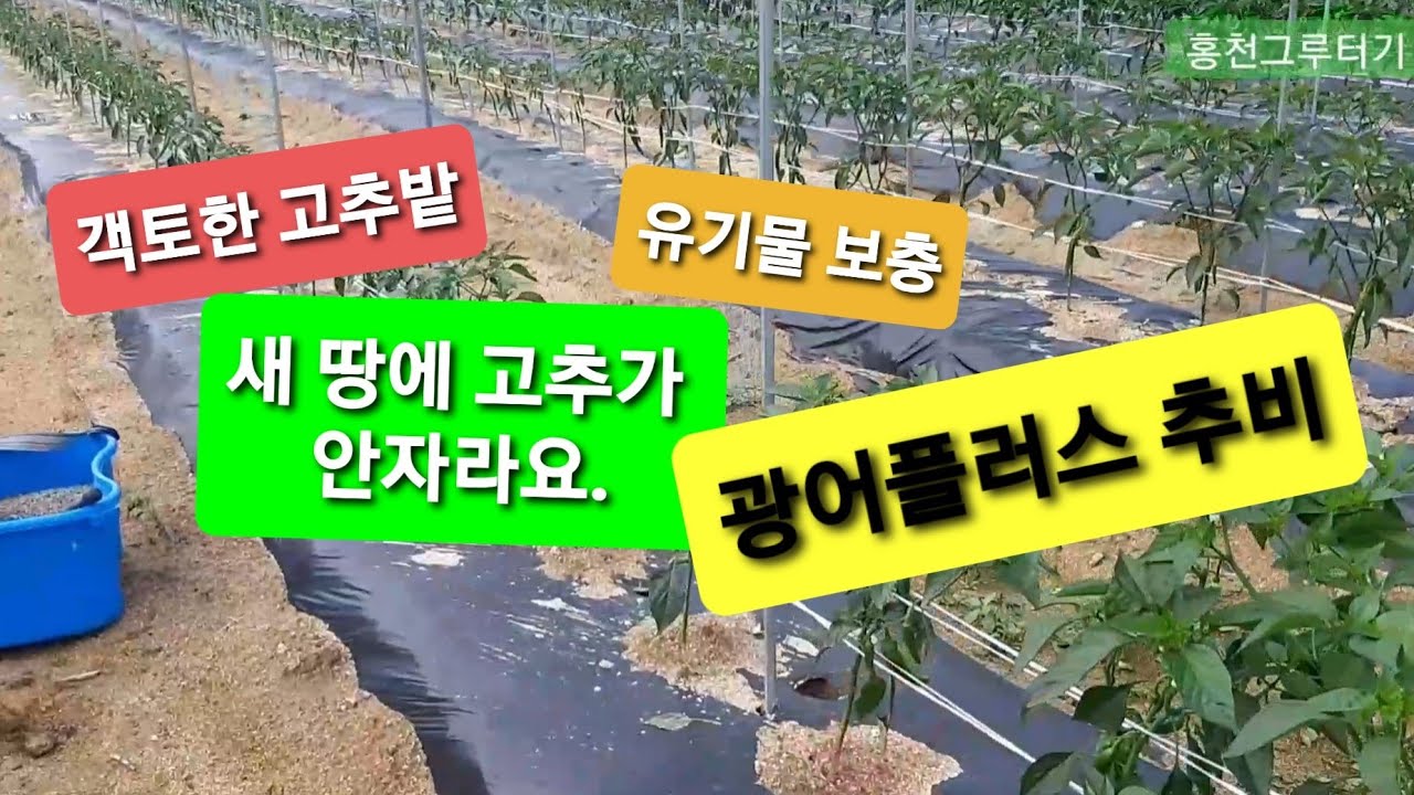 객토한 고추밭 광어플러스 추비하기