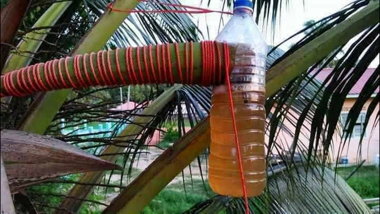COCONUT PALM SAP FRESH DAYOLD NATURAL DRINK . roadside sale at BEREK