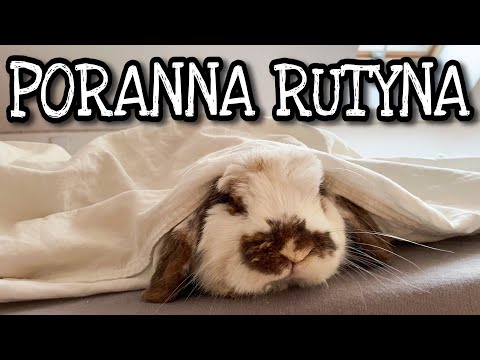 Wideo: Jak bawić się z królikiem: 9 kroków (ze zdjęciami)
