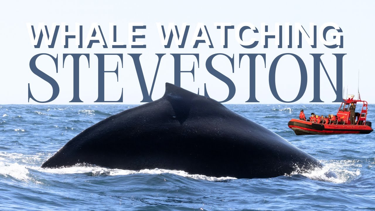 [4K]🐋Metro Vancouver Whale Watching | $200 Zodiac Experience
