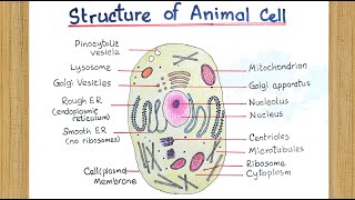 Diagram of Animal Cell Drawing | Draw the Diagram or Structure of Animal Cell