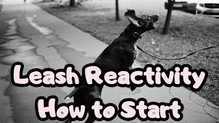 Leash Reactive Dog - First Training Steps - the Empath's Way