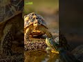 What’s a real difference in Turtle 🤔and Tortoise?| turtle vs tortoise explained #shorts #shortsfeed