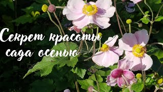 картинка: Невероятная красота злаковых трав - как сделать сад красивым осенью