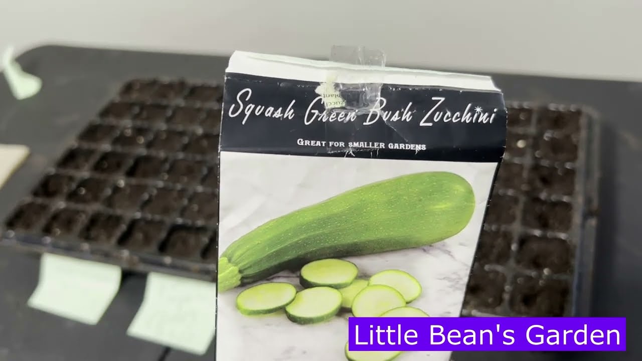 Squash Green Bush Zucchini  ~ Seed to Harvest (2023 Vid 29 )