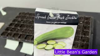 Squash Green Bush Zucchini  ~ Seed to Harvest (2023 Vid 29 )