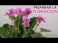 violetas africanas tips para florecer chuyito jardinero