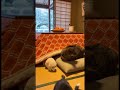 ちょ待てニャン!こたつは猫が丸くなるところニャン!どんだけ~出てくるニャン!