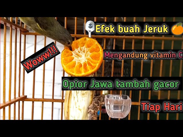 Pakan nutrisi BUAH JERUK || Bikin OPIOR JAWA tambah GACOR dorr..#opiorgacor #opiorjawa #kicaumania class=