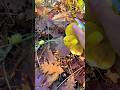 Вкусные ребята - Маслята 🤤❤️ Маслёнок Suillus Boletaceae Boletus.Грибы Крыма. Крым 2023.