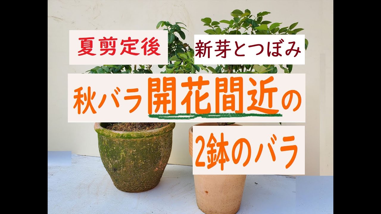 バラ 夏剪定 開花間近 新芽とつぼみ Youtube バラ 夏剪定 開花間近 新芽とつぼみ Youtube