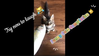 Kucing Lucu Compilasi Funny Cat Compilation Try Nou To Laugh Kucing Oyen Bikin Ngakak