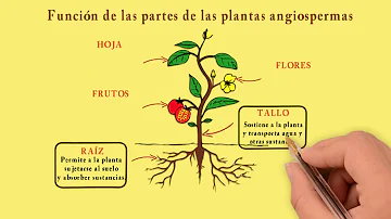 ¿Cómo son las semillas de las plantas angiospermas?