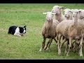 Como um Border Collie encerra ovelhas no cercado