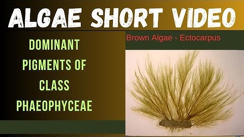 PIGMENTS FOUND IN PHAEOPHYCEAE |ALGAE INTRODUCTION | GENERAL CHARACTERSTICS #botany #algae #neet 