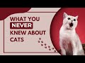 How Cats Conquered the World: The 10,000-Year Journey Beside Us