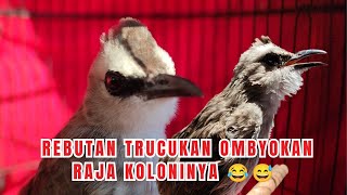 CERITA REBUTAN BURUNG TRUCUKAN OMBYOKAN RAJA KOLONI DI PASAR DENGAN BAPAK-BAPAK 😂