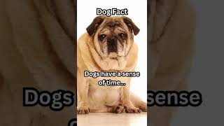 Did you know dogs have a sense of time. #dogs #funfacts