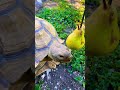 #67 #turtle #tortoise #cute #memes #cat #pets #singing #mic #41