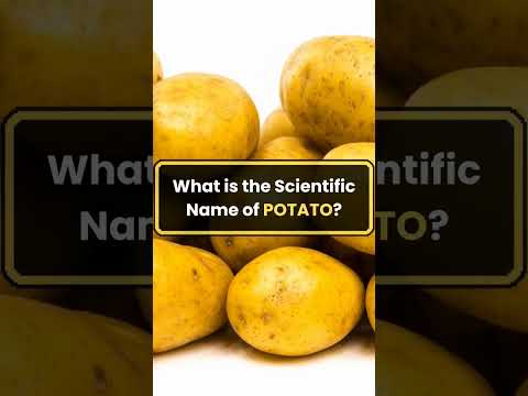 What is the