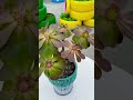 Sharing flowers growing tip everyday. #plantcare #bonsai #bonsaitree #flowercare #garden #herbaceous