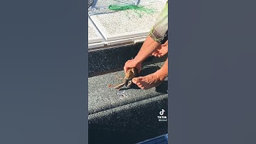 How to tie up a mud crab | Fishing #shorts