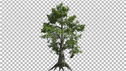 Sassafras Tree is Swaying at The Wind Green Tree | Motion Graphics - Envato elements