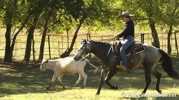 Roxy - working cows and breakaway rope! - ValleyViewRanch.net