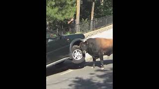 Saiu Da Jaula O Monstro