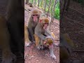 3 Sibling Brothers Protecting Each other - Monkey Brother Love Each Other | I-MONKEY