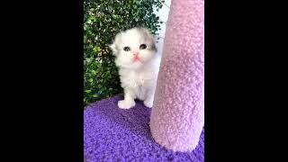 Halo and Nimbus by Wunderfolds Scottish Fold Cats 225 views 1 year ago 2 minutes, 42 seconds