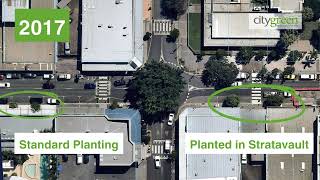 Bulcock Street 10 year Tree Canopy Timelapse